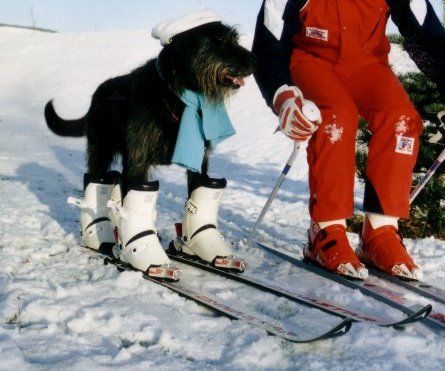 Questo scia da cani ! | SkiForum - Sci, turismo, sport e passione